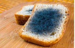 黃曲霉毒素對人體有哪些危害？