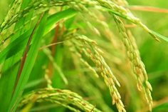 糧食重金屬檢測儀多少錢一臺？